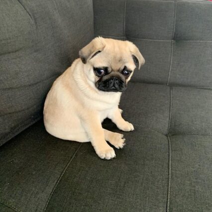 ABBY black and tan pug