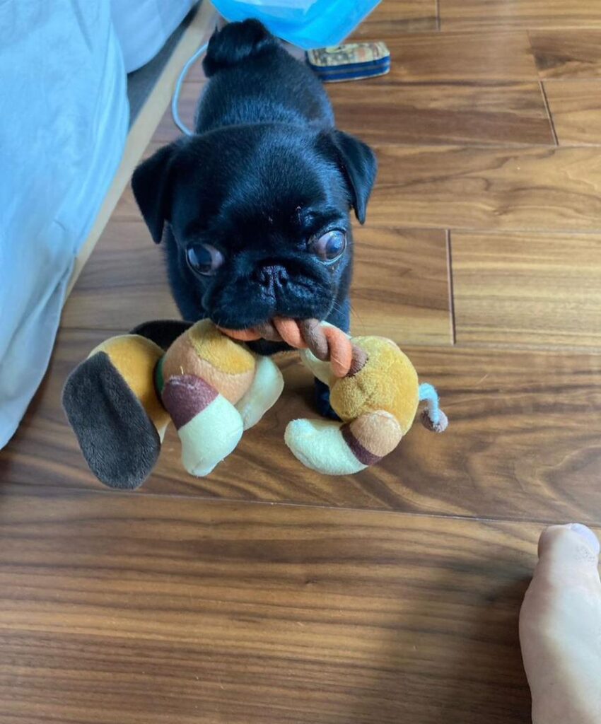 Black Female Pug Puppy for Sale Near me Female Pugs For Sale