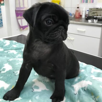 Cherry Black Female Pug