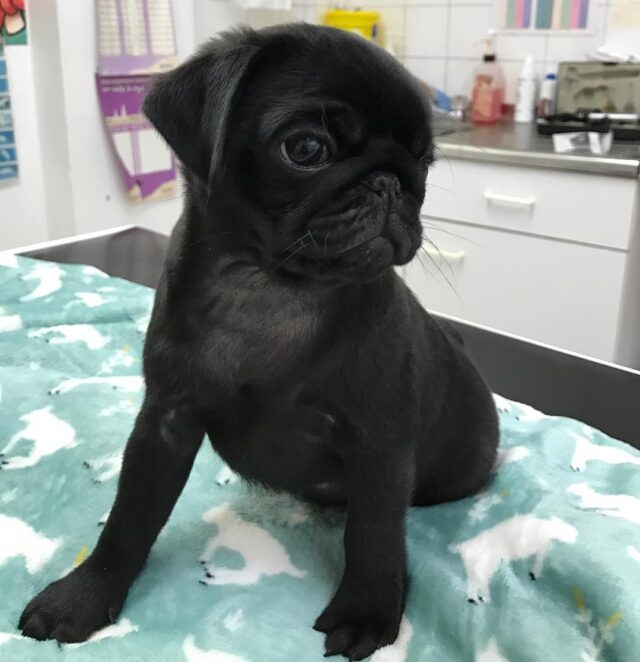 Cherry Black Female Pug