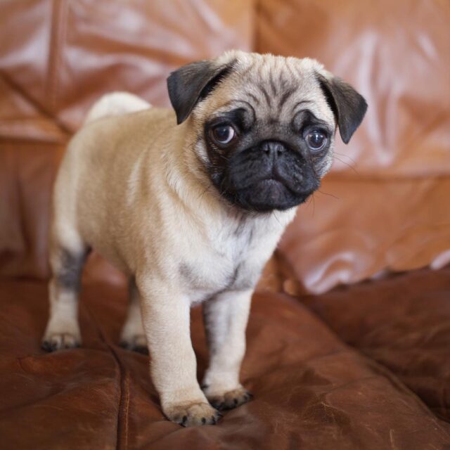 Klick White fawn pug