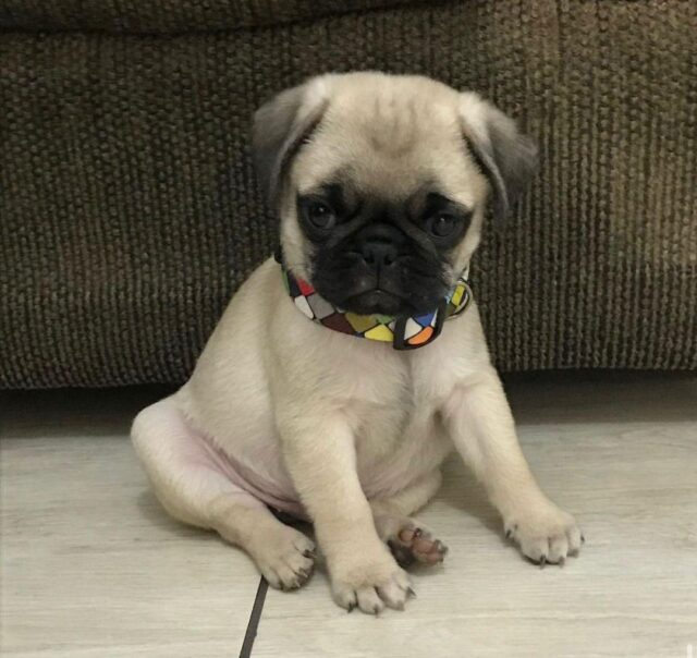Luna Micro Teacup Pugs