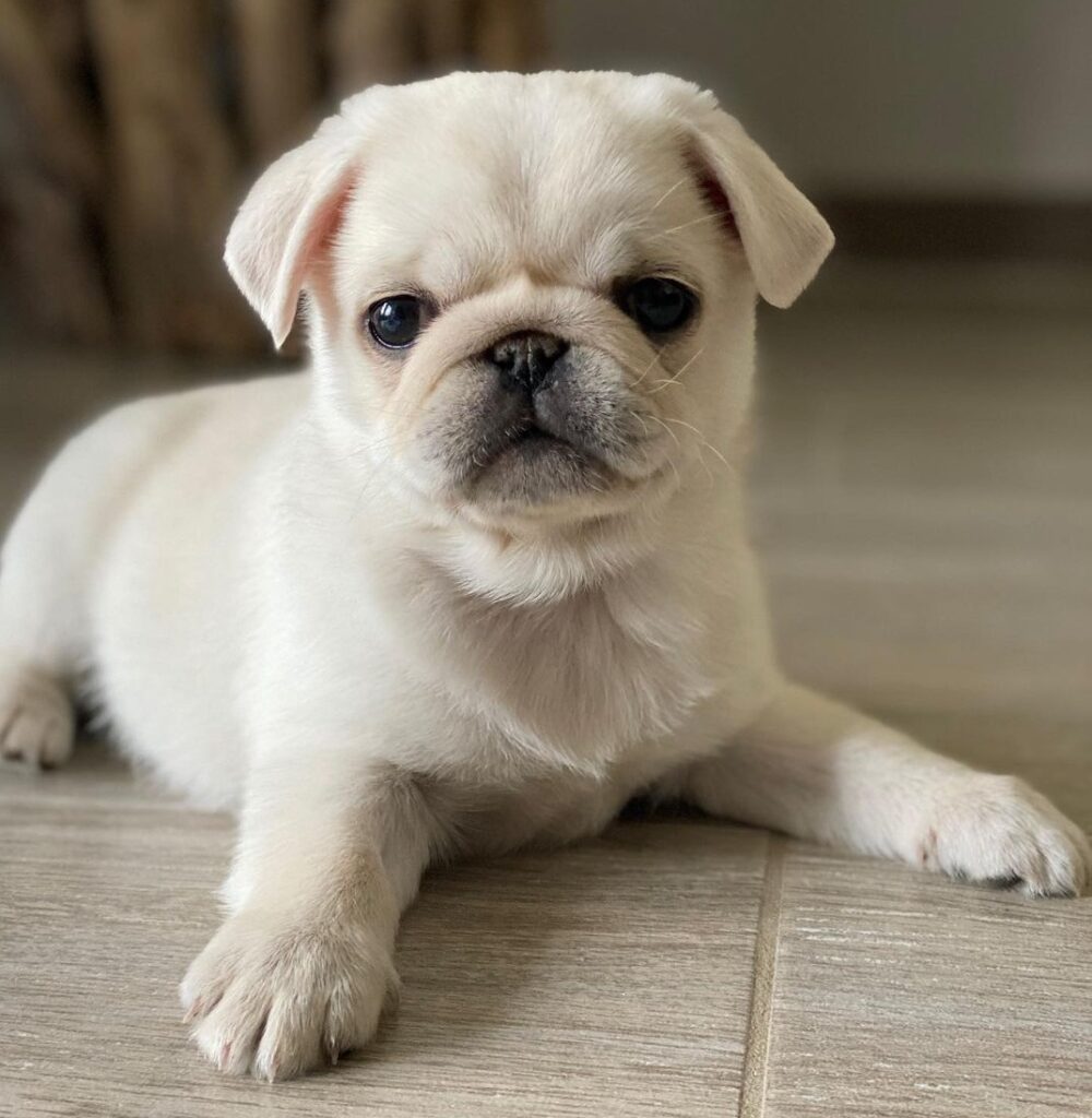 Micro Teacup Pugs For Sale Near Me White Pugs for Sale USA