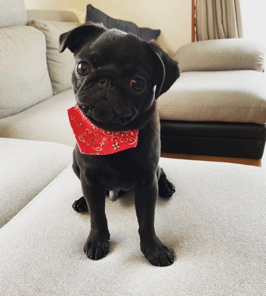 Black Teacup Pug for Sale Buy Black Teacup Pug Puppies Sale